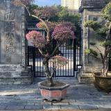 (分類:)位於 。 由 robinahk 提交(商品編號 1336575741,圖片 1)。簡介: 。
