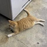 (Category: ) located in . Submitted by me0wyyy (Listing ID 1379192379, Image 1). Description: .