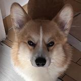 (Category: ) located in . Submitted by corgoooo (Listing ID 1362229835, Image 1). Description: .