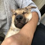 （分類：）位於 。 由 see_what_you_like_hk 提交（商品編號 1365023739，圖片 1）。簡介： 。