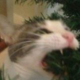 (Category: ) located in . Submitted by lateunicorn (Listing ID 1423293100, Image 1). Description: .
