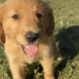 (Category: ) located in . Submitted by saratjy (Listing ID 1362305998, Image 1). Description: .