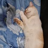 (Category: ) located in . Submitted by awalsafwan (Listing ID 1353365510, Image 1). Description: .