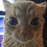 (Category: ) located in . Submitted by meowmeowws (Listing ID 1362029705, Image 1). Description: .