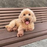 （分類：）位於 。 由 shirleyyyykoo 提交（商品編號 1382073775，圖片 1）。簡介： 。