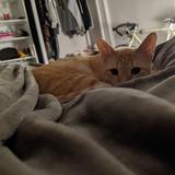 (Category: ) located in . Submitted by bun.girl (Listing ID 1382263210, Image 1). Description: .