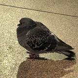 (Category: ) located in . Submitted by lhsa91 (Listing ID 1367173207, Image 1). Description: .