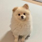 （分類：）位於 。 由 hki_shop 提交（商品編號 1383954264，圖片 1）。簡介： 。