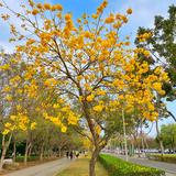由 spring588 (刊登 ID 1386386799，圖片 1) 提交，位於 的 (類別：)，說明：。