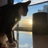 （分類：）位於 。 由 xplumagex 提交（商品編號 1301152134，圖片 1）。簡介： 。