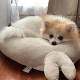 (Category: ) located in . Submitted by amiely1009 (Listing ID 1384943476, Image 1). Description: .
