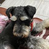 由 _guigui0226 (刊登 ID 1385748677，圖片 1) 提交，位於 的 (類別：)，說明：。