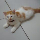 (Kategori: ) berada di . Dikirim oleh anice706 (ID iklan 1378301931, Gambar 1). Deskripsi: .