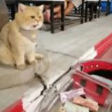 (Category: ) located in . Submitted by happycat6973 (Listing ID 1345066359, Image 1). Description: .