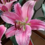 （分類：）位於 。 由 lindawsy 提交（商品編號 1137820376，圖片 1）。簡介： 。
