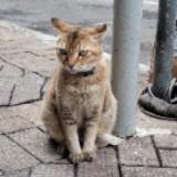 （分類：）位於 。 由 twinstarlala 提交（商品編號 1382412828，圖片 1）。簡介： 。