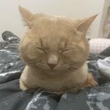 （分類：）位於 。 由 luxetomorrow 提交（商品編號 1339656937，圖片 1）。簡介： 。