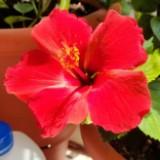 (Category: ) located in . Submitted by raj.ongole (Listing ID 1378682439, Image 1). Description: .