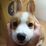 (Category: ) located in . Submitted by simplyshoppy (Listing ID 1364463472, Image 1). Description: .