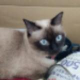 (Category: ) located in . Submitted by chaneyyyyyyyy (Listing ID 1366766209, Image 1). Description: .