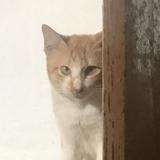 (Category: ) located in . Submitted by handyandie (Listing ID 1382806864, Image 1). Description: .