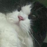 (Category: ) located in . Submitted by mikomilo26 (Listing ID 1362133798, Image 1). Description: .