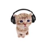 (Kategori: ) berada di . Dikirim oleh popcathehe (ID iklan 1381398031, Gambar 1). Deskripsi: .