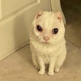 (Category: ) located in . Submitted by ittycat (Listing ID 1341575288, Image 1). Description: .