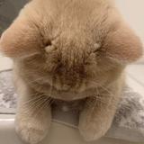 （分類：）位於 。 由 candy8966 提交（商品編號 1308061253，圖片 1）。簡介： 。