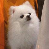 由 yuu11en23333 (刊登 ID 1384542190，圖片 1) 提交，位於 的 (類別：)，說明：。