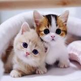 (Category: ) located in . Submitted by ourstoryfactory (Listing ID 1370177142, Image 1). Description: .