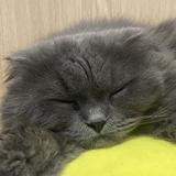 （分類：）位於 。 由 lok_816 提交（商品編號 1141998688，圖片 1）。簡介： 。