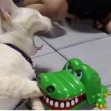 (Category: ) located in . Submitted by chickenricewithoutthechicken (Listing ID 1381816486, Image 1). Description: .