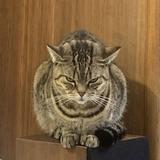 （分類：）位於 。 由 alanlam1969 提交（商品編號 1211438054，圖片 1）。簡介： 。