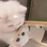 （分類：）位於 。 由 kachan12 提交（商品編號 1256192549，圖片 1）。簡介： 。