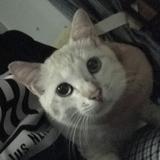 (Category: ) located in . Submitted by haharoach (Listing ID 1382980264, Image 1). Description: .