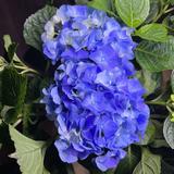 (Category: ) located in . Submitted by inspiredgardener (Listing ID 1367033600, Image 1). Description: .