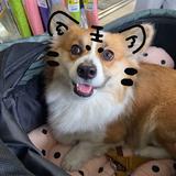 頭像