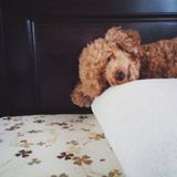 (Category: ) located in . Submitted by wed2606 (Listing ID 1465396407, Image 1). Description: .