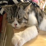 （分類：）位於 。 由 nikking82 提交（商品編號 1208200550，圖片 1）。簡介： 。