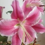 (Category: ) located in . Submitted by joyce3j (Listing ID 1359877339, Image 1). Description: .