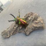 （分類：）位於 。 由 hugo88889 提交（商品編號 1376620298，圖片 1）。簡介： 。