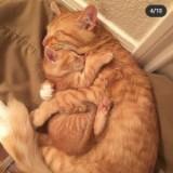由 kitten520 (刊登 ID 1379432218，圖片 1) 提交，位於 的 (類別：)，說明：。