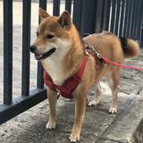 （分類：）位於 。 由 petewongggg 提交（商品編號 1313202396，圖片 1）。簡介： 。