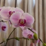 （分類：）位於 。 由 skyley123 提交（商品編號 1347457943，圖片 1）。簡介： 。