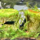 （分類：）位於 。 由 benedicty 提交（商品編號 1376547877，圖片 1）。簡介： 。