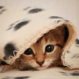 (Category: ) located in . Submitted by everyheart_love (Listing ID 1378842254, Image 1). Description: .