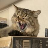 （分類：）位於 。 由 carlcarljai 提交（商品編號 1185440234，圖片 1）。簡介： 。