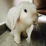 (Category: ) located in . Submitted by mrstigercat (Listing ID 1448555294, Image 1). Description: .