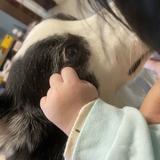 (分類:)位於 。 由 mscobee 提交(商品編號 1469096111,圖片 1)。簡介: 。